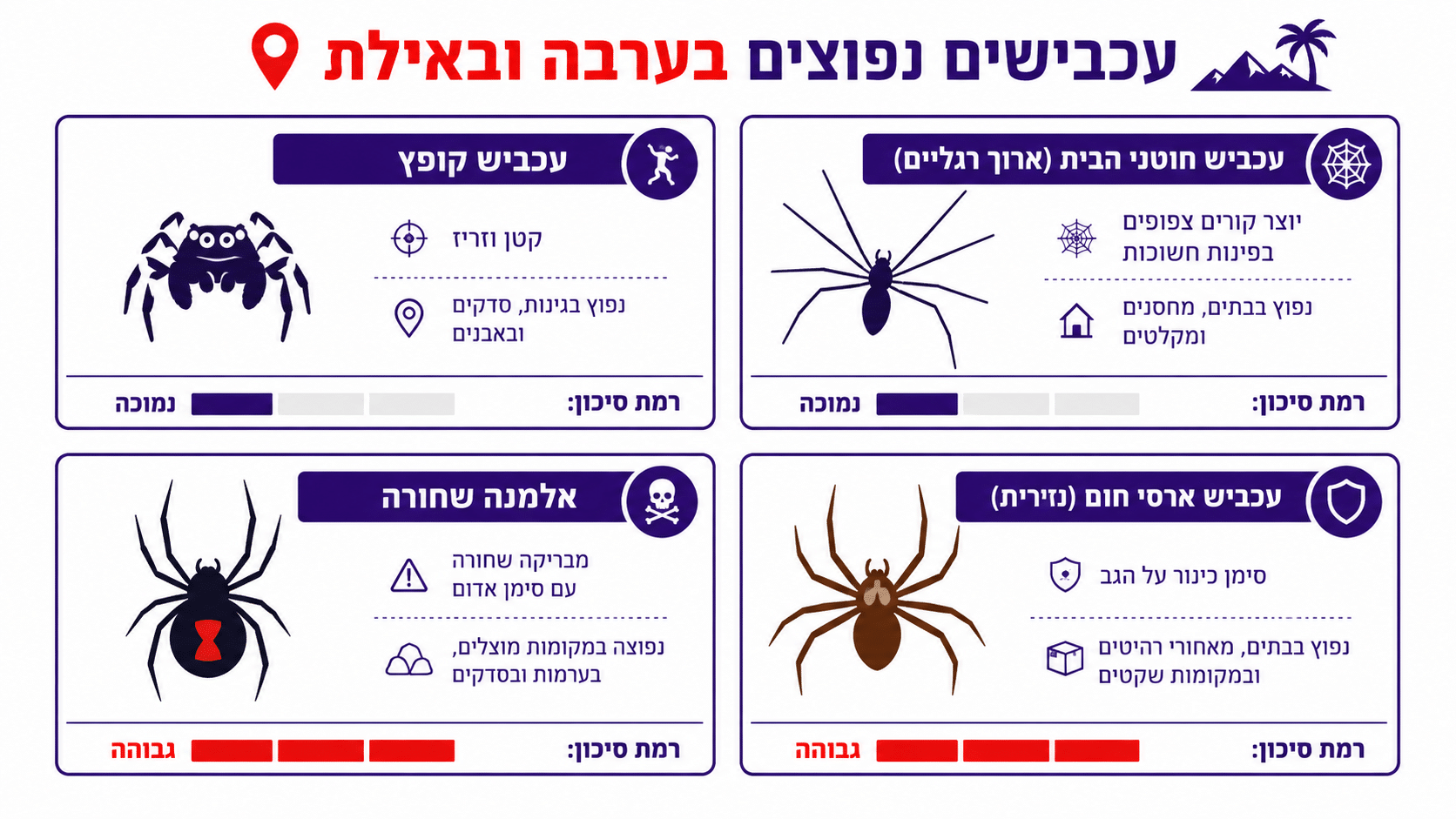 טעויות נפוצות שמביאות להתפרצות עכבישים חוזרת